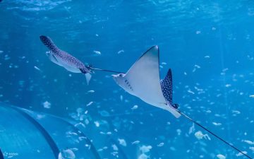 family walking through aquarium tunnel with stingray and fish overhead Abu Dhabi