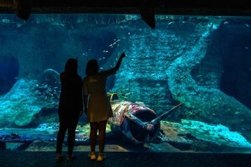 underwater plane wreck exhibit with diver and fish Abu Dhabi aquarium