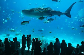 whale shark swimming in large aquarium tank with visitors watching
