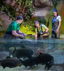 staff feeding fish in jungle-themed aquarium water exhibit