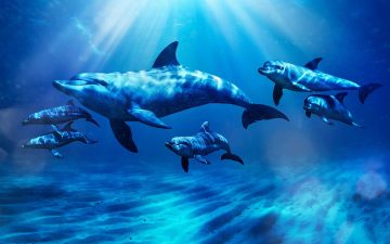 A pod of several bottlenose dolphins swimming gracefully through sun-dappled deep blue ocean water.