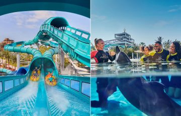 A split image showing a family on a blue water slide on the left and a family meeting a dolphin at Dolphin Bay on the right.