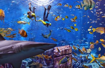 Two snorkelers swimming near the surface of a large aquarium while a shark and a spotted ray glide through the water below them.
