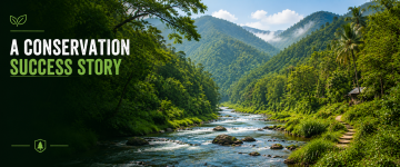 River flowing through lush rainforest in Periyar Tiger Reserve, showcasing Kerala's protected wilderness.