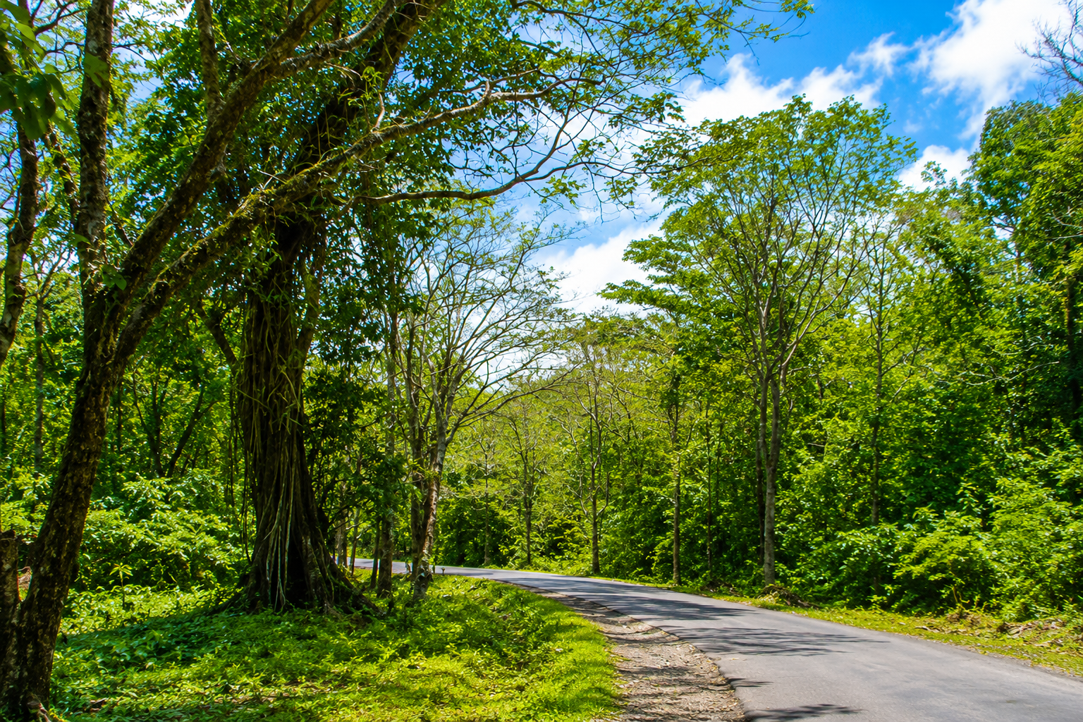 Strada tranquilla che si snoda attraverso una lussureggiante foresta pluviale tropicale a Krabi, in Thailandia.