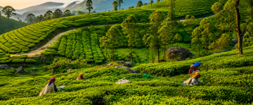 Tea pickers working in the lush green tea plantations of Munnar surrounded by rolling hills and misty landscapes.