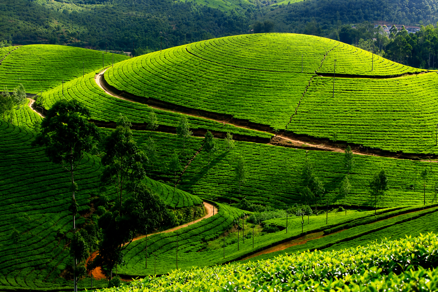 Traveler enjoying panoramic views of Munnar's rolling tea plantations in Kerala.