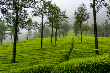 Plantații de ceai verde în Munnar, cu copaci înalți, dealuri învăluite în ceață și plantații de ceai îngrijit amenajate.