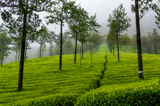 Ubi tii akwụkwọ ndụ akwụkwọ ndụ na Munnar nwere osisi ndị dị ogologo, ugwu ndị jupụtara na igirigi, na ala tii mara mma.