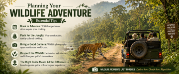 Jeep safari observing a tiger crossing the road in Kerala's wildlife reserve.