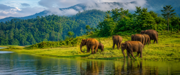 A herd of wild Asian elephants grazing beside Periyar Lake in Thekkady surrounded by lush forests and misty hills.