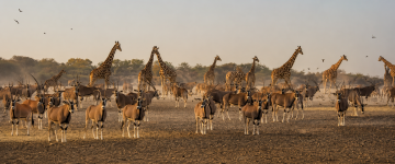 Witness the beauty of Africa-inspired wildlife with giraffes and Arabian oryx roaming freely across Sharjah Safari Park.