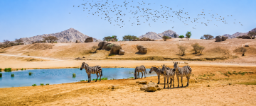 Zebras standing beside a waterhole with mountains and birds in the background at Sharjah Safari Park.