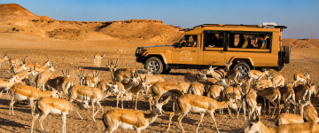 VooTours safari vehicle surrounded by Arabian gazelles inside a protected desert wildlife reserve.