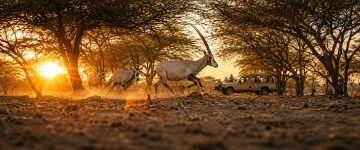 Arabian oryx running through the desert while guests watch from a safari vehicle during sunset.