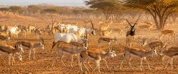 Large herd of Arabian oryx and gazelles roaming freely across a protected desert wildlife reserve in the UAE.