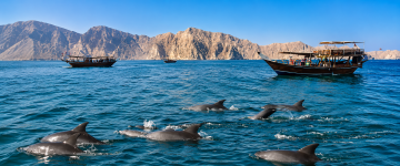 Pod of dolphins swimming alongside traditional Omani dhow boats in Musandam.