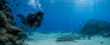Scuba diver observing sharks and marine life underwater at Dibba Rock UAE