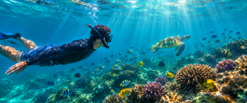 Snorkeler swimming with a sea turtle and colorful fish near Snoopy Island UAE