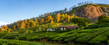 Green tea plantations and hillside bungalow beneath a rocky mountain in Munnar Western Ghats Kerala