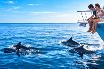 Tourists on a private boat watching dolphins leap from turquoise waters near an island and the Abu Dhabi skyline.