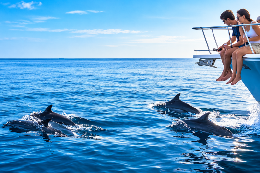 Tourists on a private boat watching dolphins leap from turquoise waters near an island and the Abu Dhabi skyline.